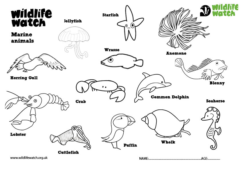 Education Resources Kent Wildlife Trust